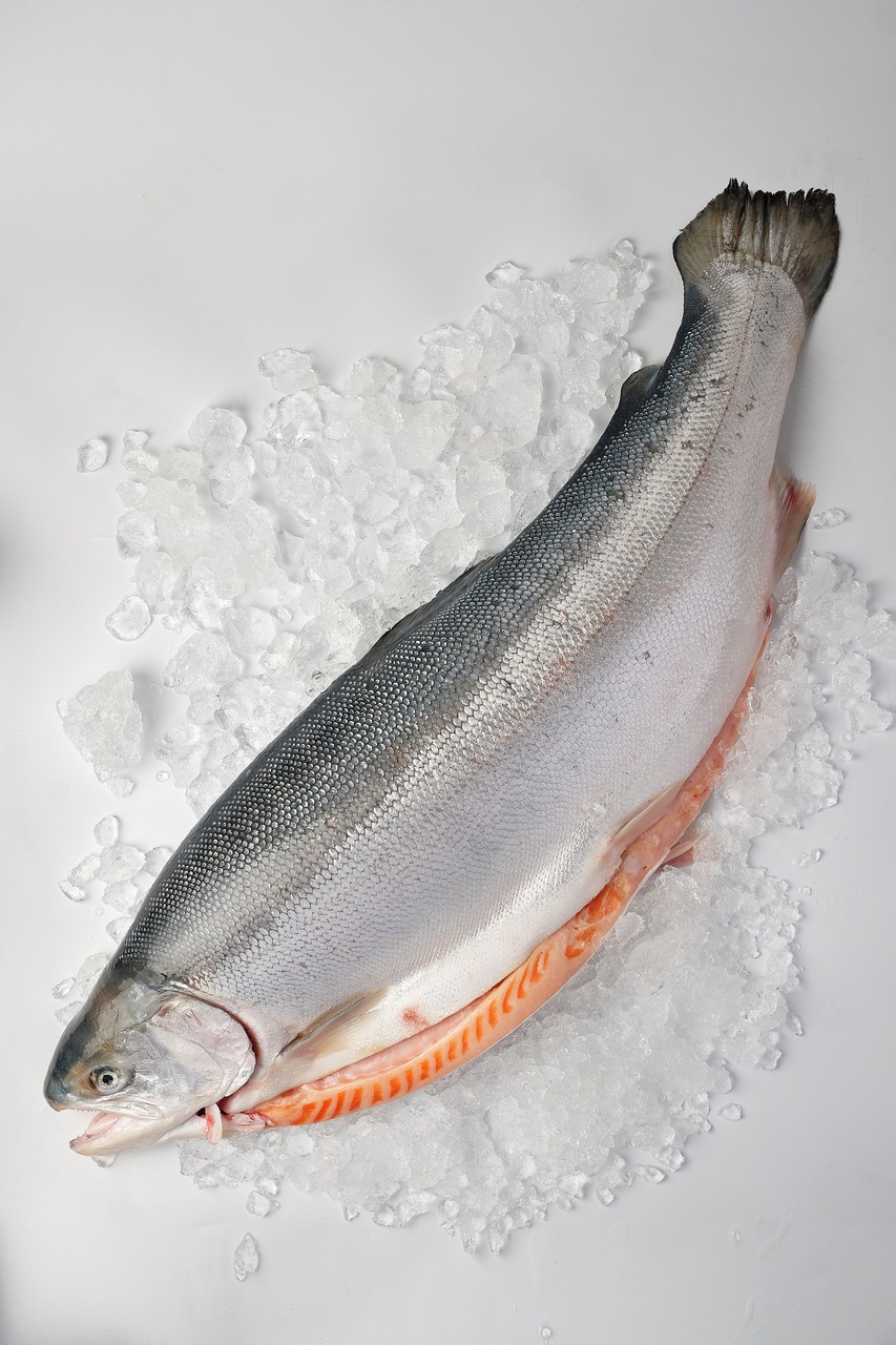форель морська охолоджена Форель Морська, тушка охолоджена (4000–6000грам) 1