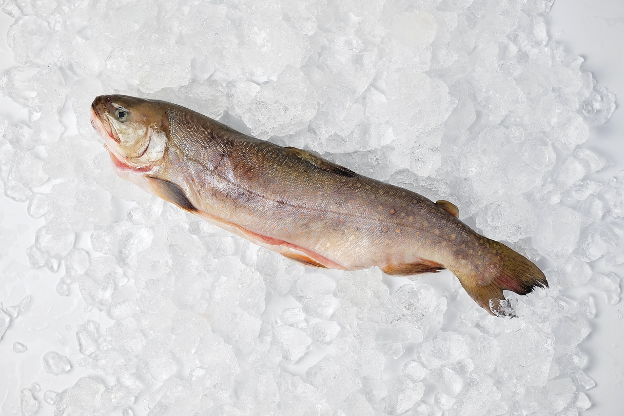 голець морожений(1) Голець з головою патраний (500–700грам) 1