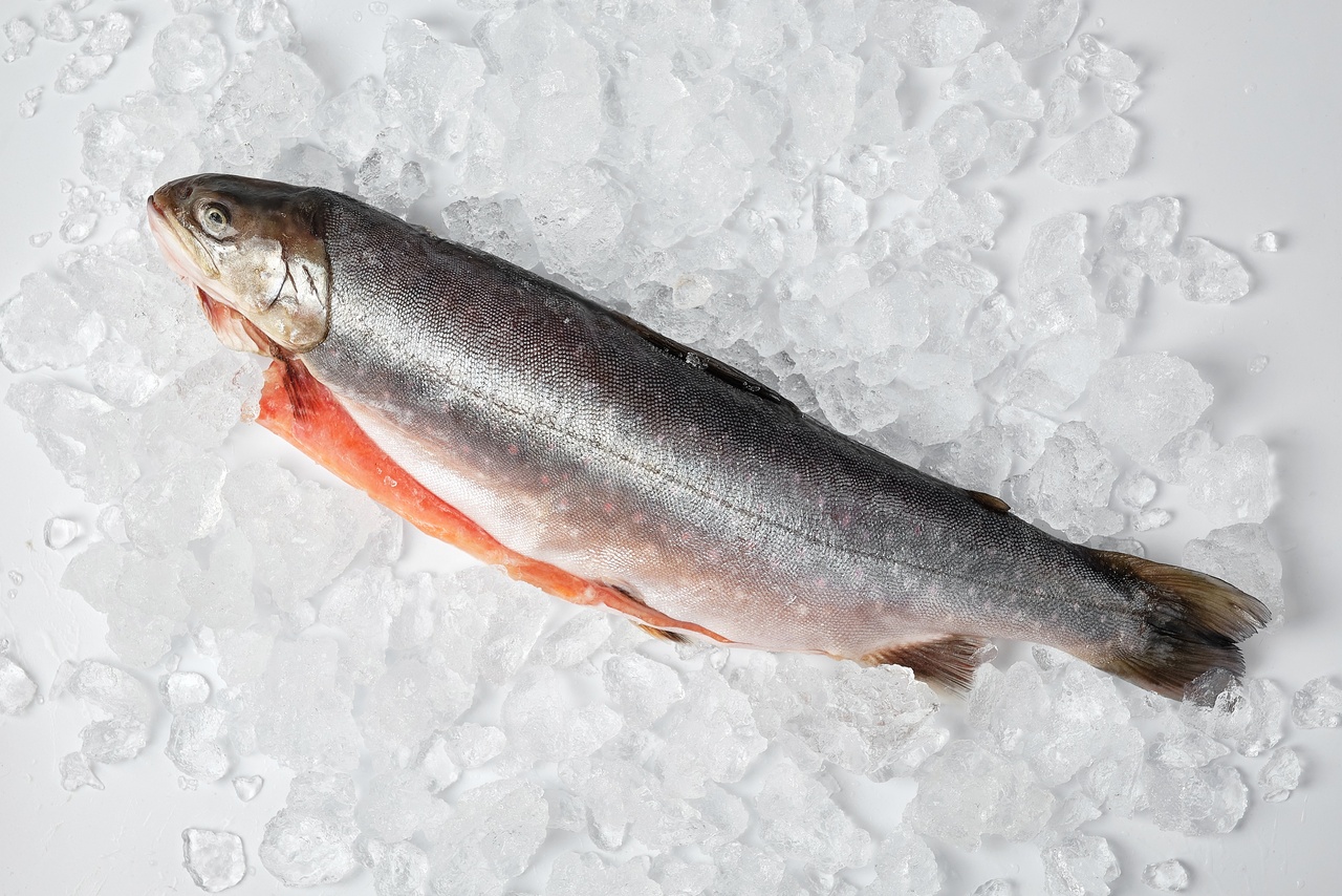 лосось охолоджений Лосось, тушка охолоджена 1