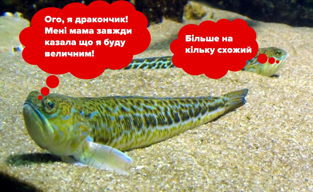 5-ка найбільш отруйних риб 4