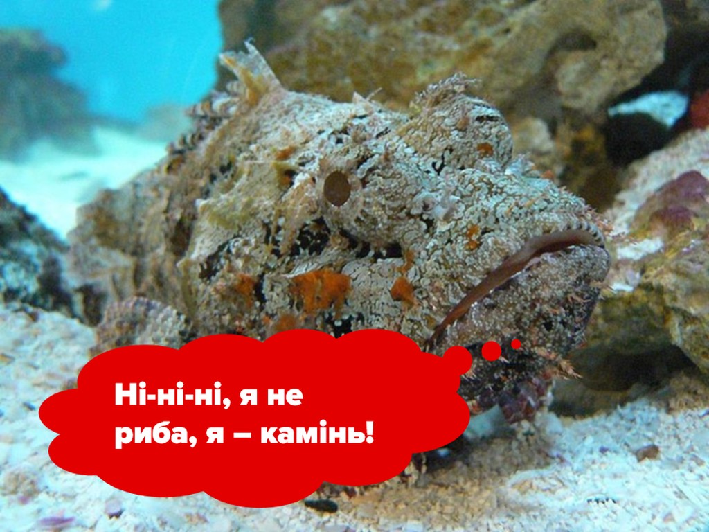 5-ка найбільш отруйних риб 2