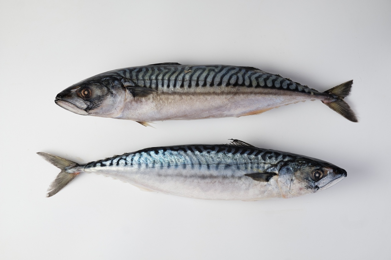 скумбрія морожена Скумбрія свіжоморожена (400–600грам) 1